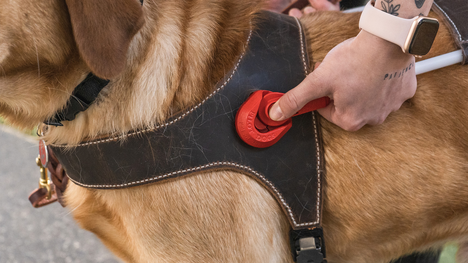 priority_designs_social_impact_design_pilot_dogs_buckle